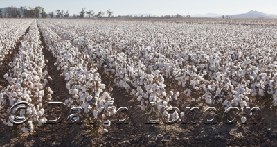 cotton-carroll_130x