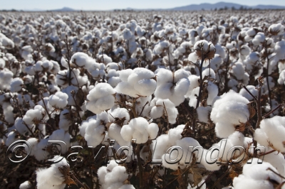 cotton-carroll_145x