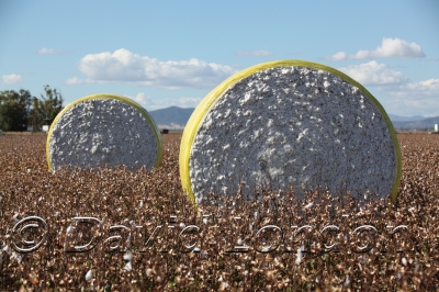 cotton-harvest_095x