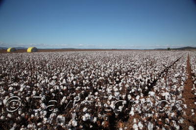 cotton-harvest_107x