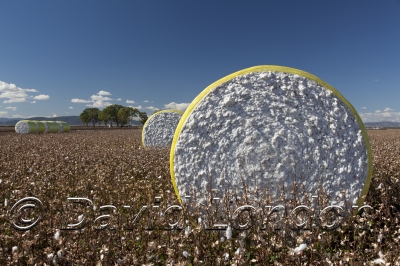 cotton-harvest_125x