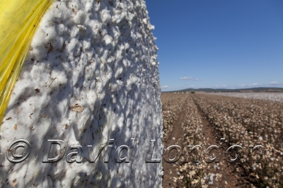 cotton-harvest_143x