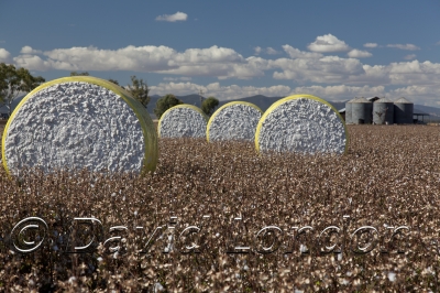 cotton-harvest_154x