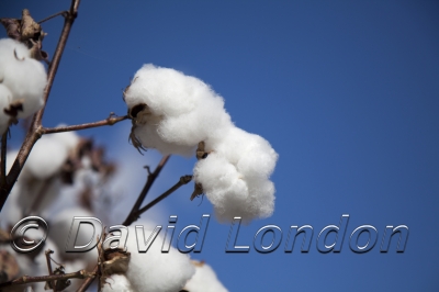 cotton-harvest_300x