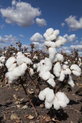 cotton-harvest_321x