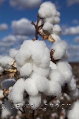cotton-harvest_327x