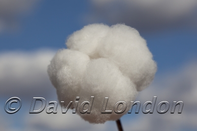 cotton-harvest_333x