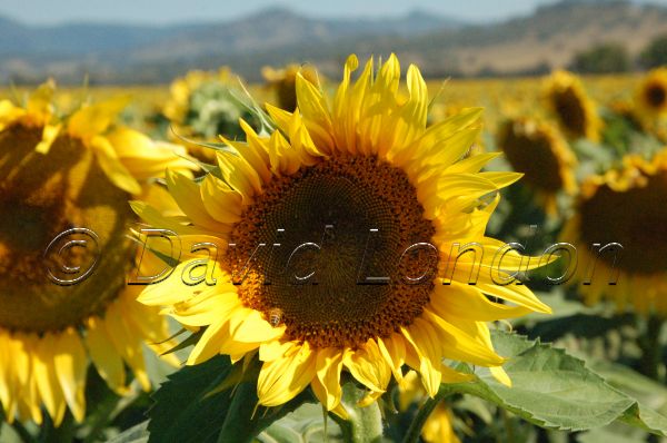 sunflowers37