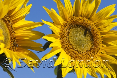 sunflowers_239x