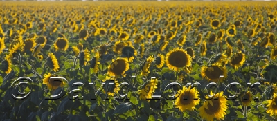 sunflowers_405x