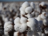 cotton-carroll_187x