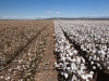 cotton-harvest_149x