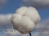 cotton-harvest_333x