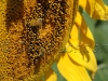 sunflower-bees20