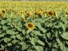 sunflowers20