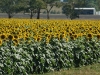 sunflowers27