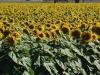 sunflowers28