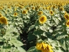 sunflowers33