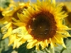 sunflowers40
