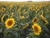 sunflowers_348x