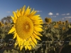 sunflowers_383x