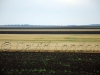wheat-black-soil07