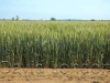 wheat-crop-end_371
