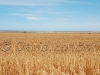 wheat-Kadina09