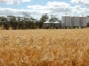 wheat-silos61