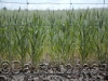 wheat-thru-fence-green_34
