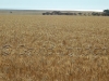 wheat Ardrossan37