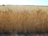 wheat Ardrossan40