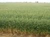 wheat end46