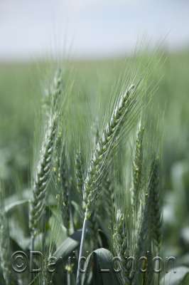wheat-green_26
