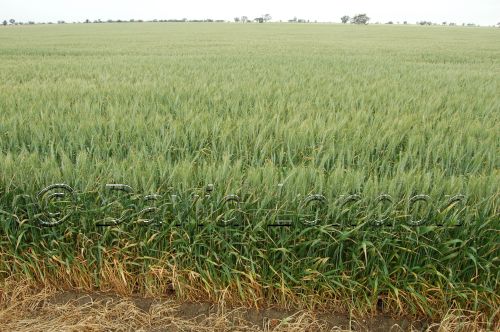 wheat end46