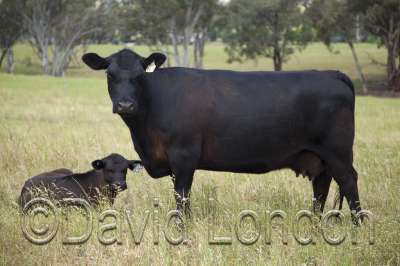 angus-cattle_50