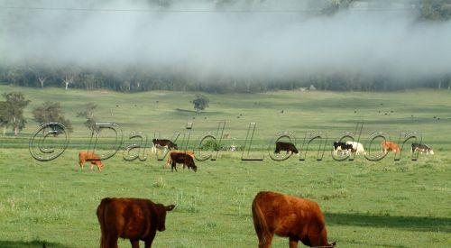 cattle-mist11