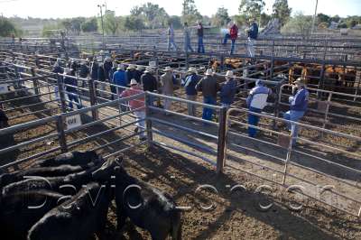 cattlesaleyard221