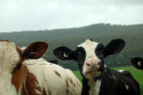 dairy-calves40