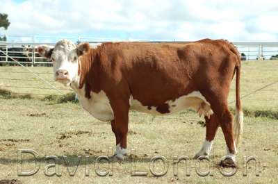 hereford-profile69