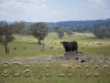 angus-cattle_58