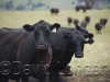 angus-cattle_77