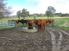 cattle-at-trough07