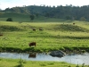cattle-stream59