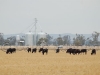 cattle silo72