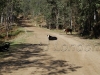 cow-on-dirt-road
