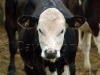 dairy-calves51