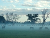 horses mist09