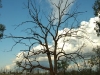 cloudtree Clermont18