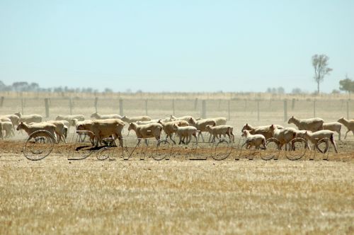 sheep drought91